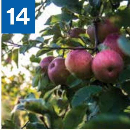 Apples growing in an Adams County orchard
